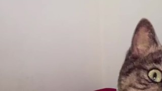 Siap Kena Genjot Tuan Windy Cutie Kemeja Putih Crot Mulut